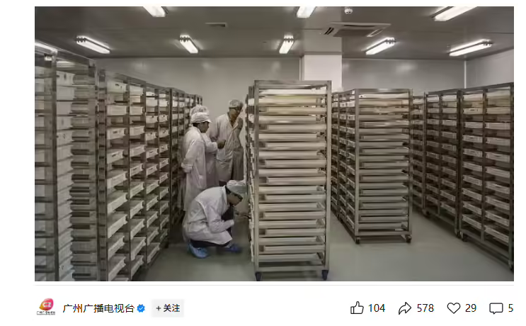 以蚊治蚊：释放“绝育雄蚊”对抗基孔肯雅热，周产 500 万只